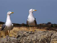 Möwen beobachten uns: "Ja wo laufen sie denn?"